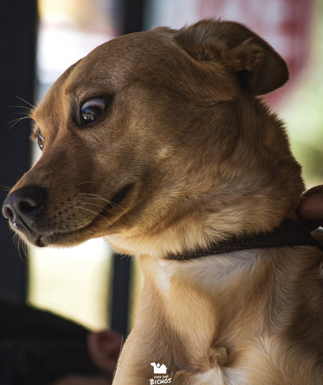 Cachorro fotografado na Casa dos Bichos