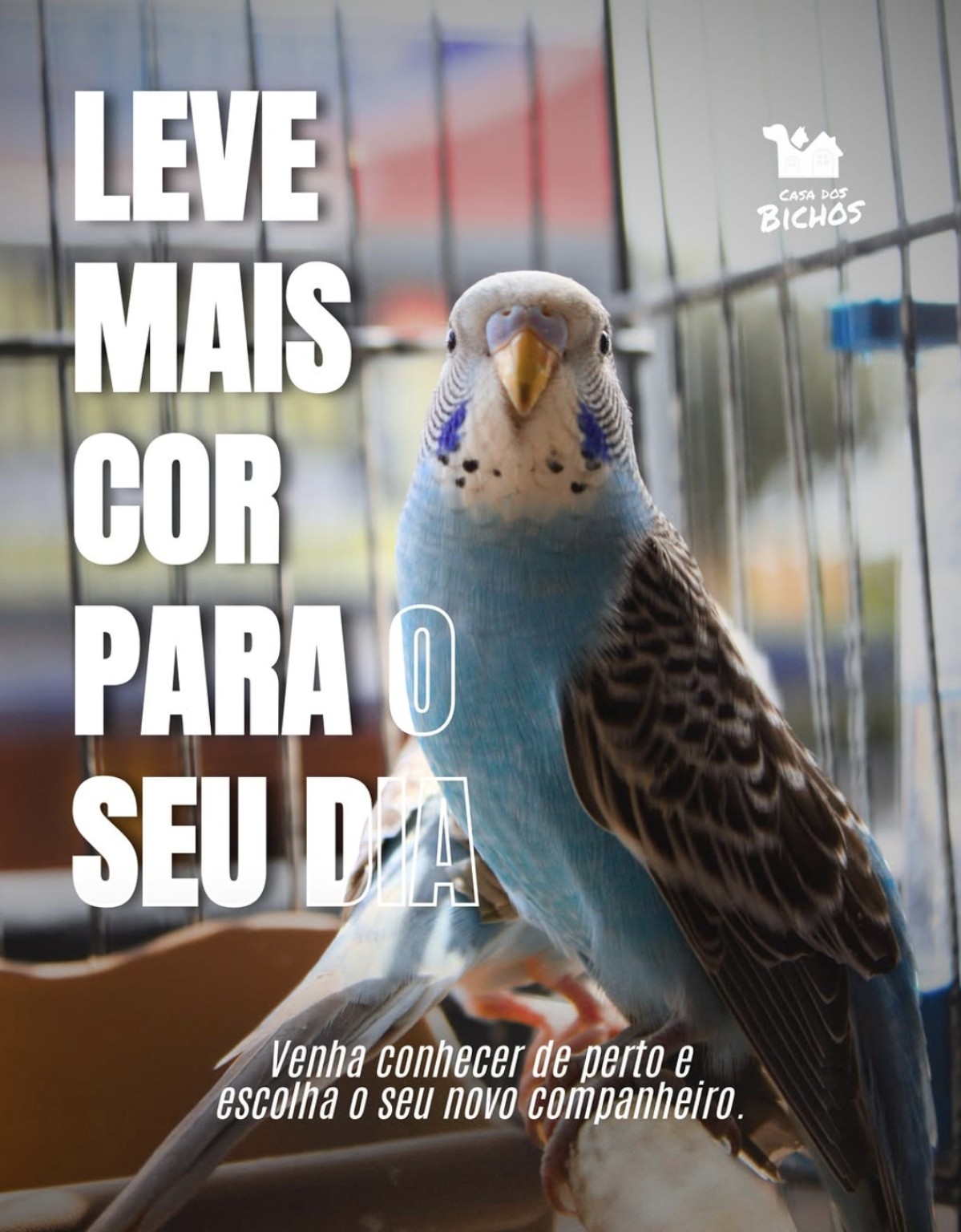Periquito da Casa dos Bichos