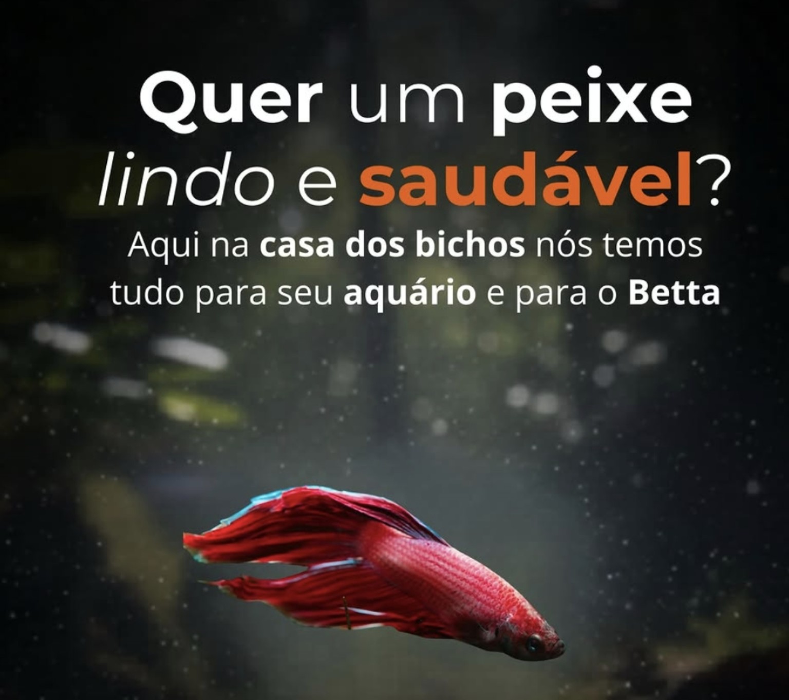 Peixe e aquarismo
