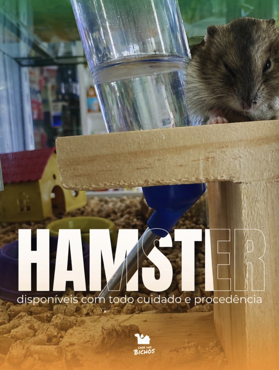 Hamster Casa dos Bichos